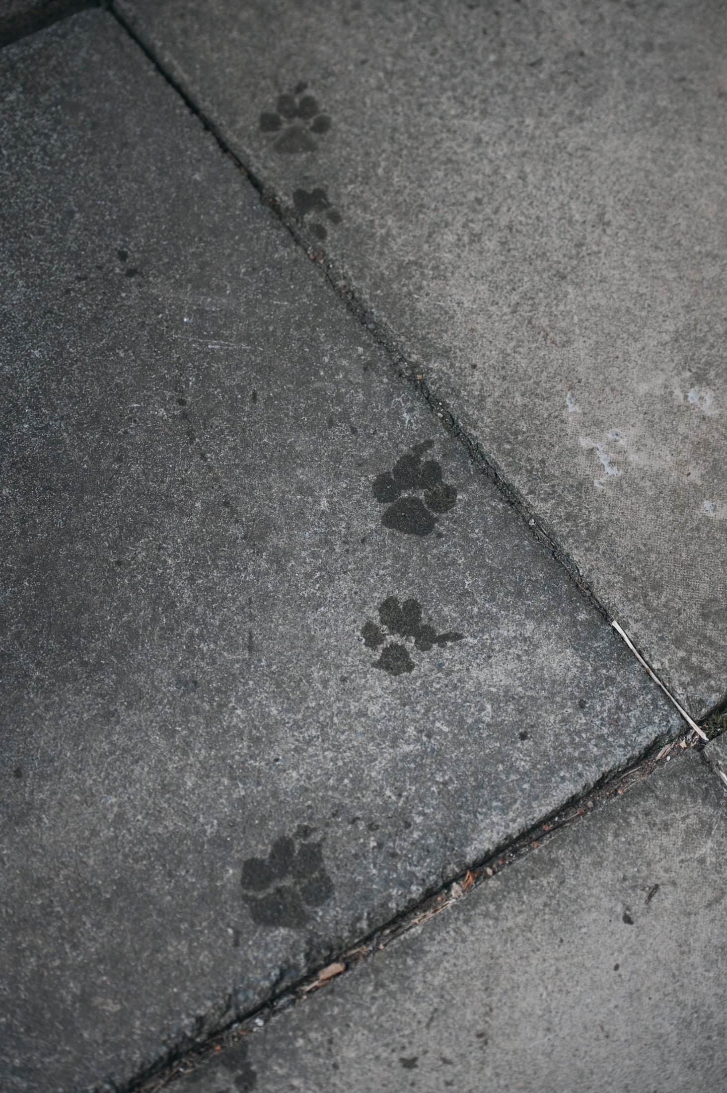 PAW PRINTS