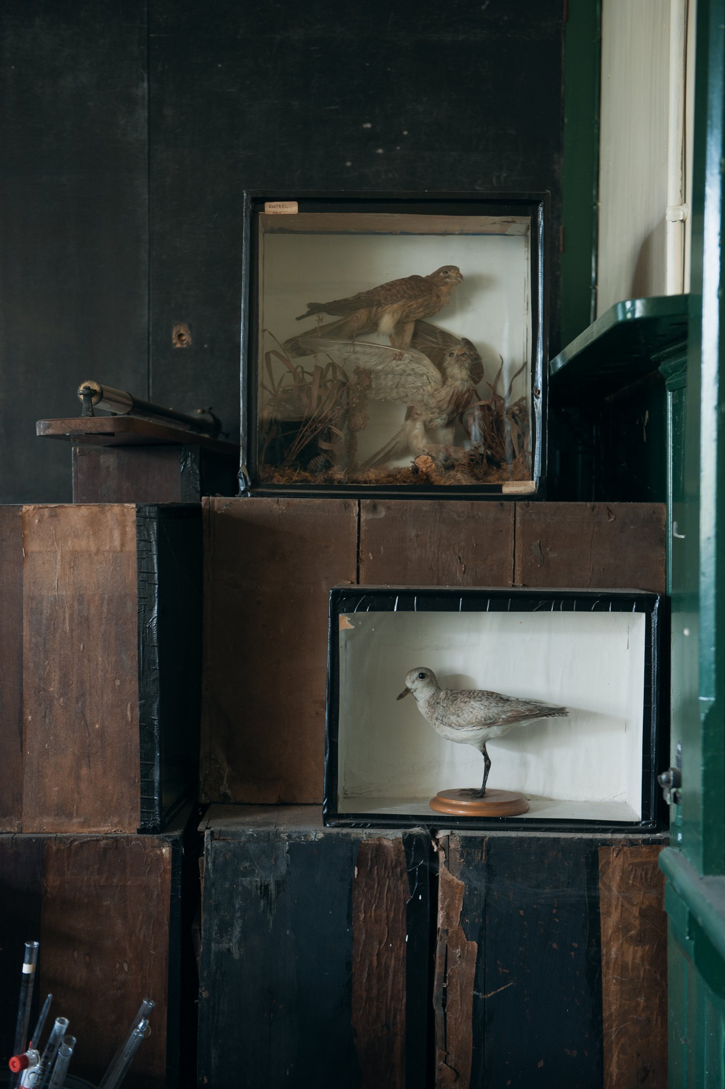 Stuffed Birds In Old Lab