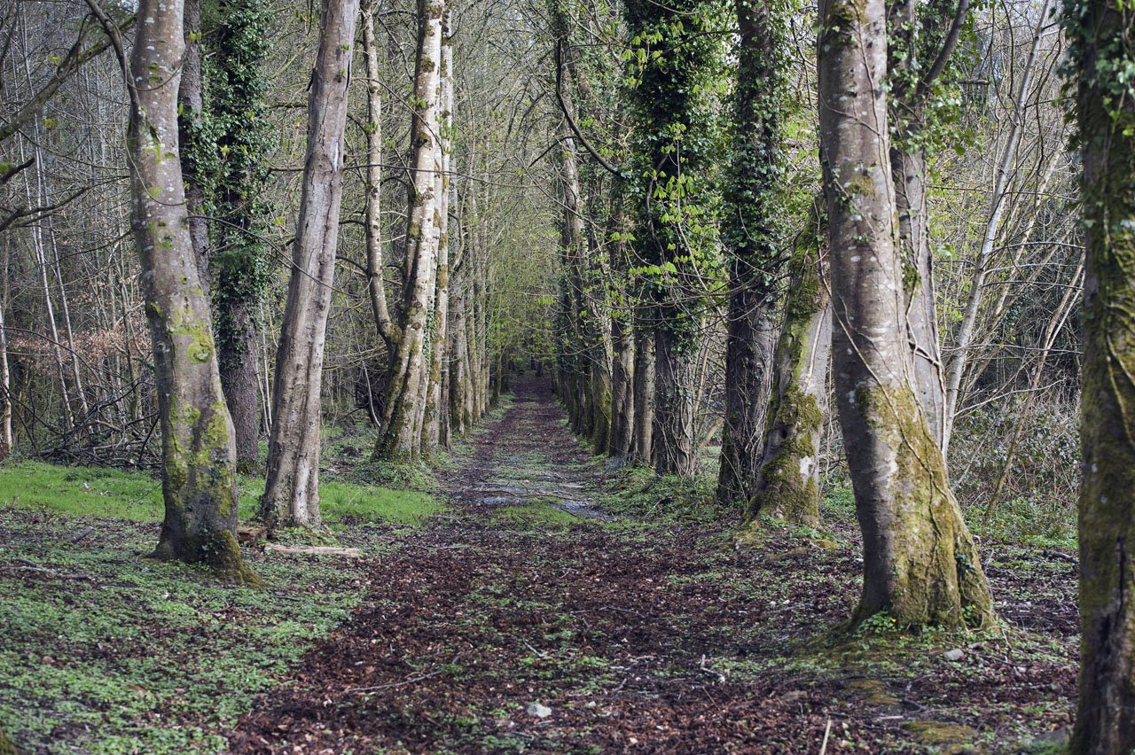 WOOD WALK COLOUR