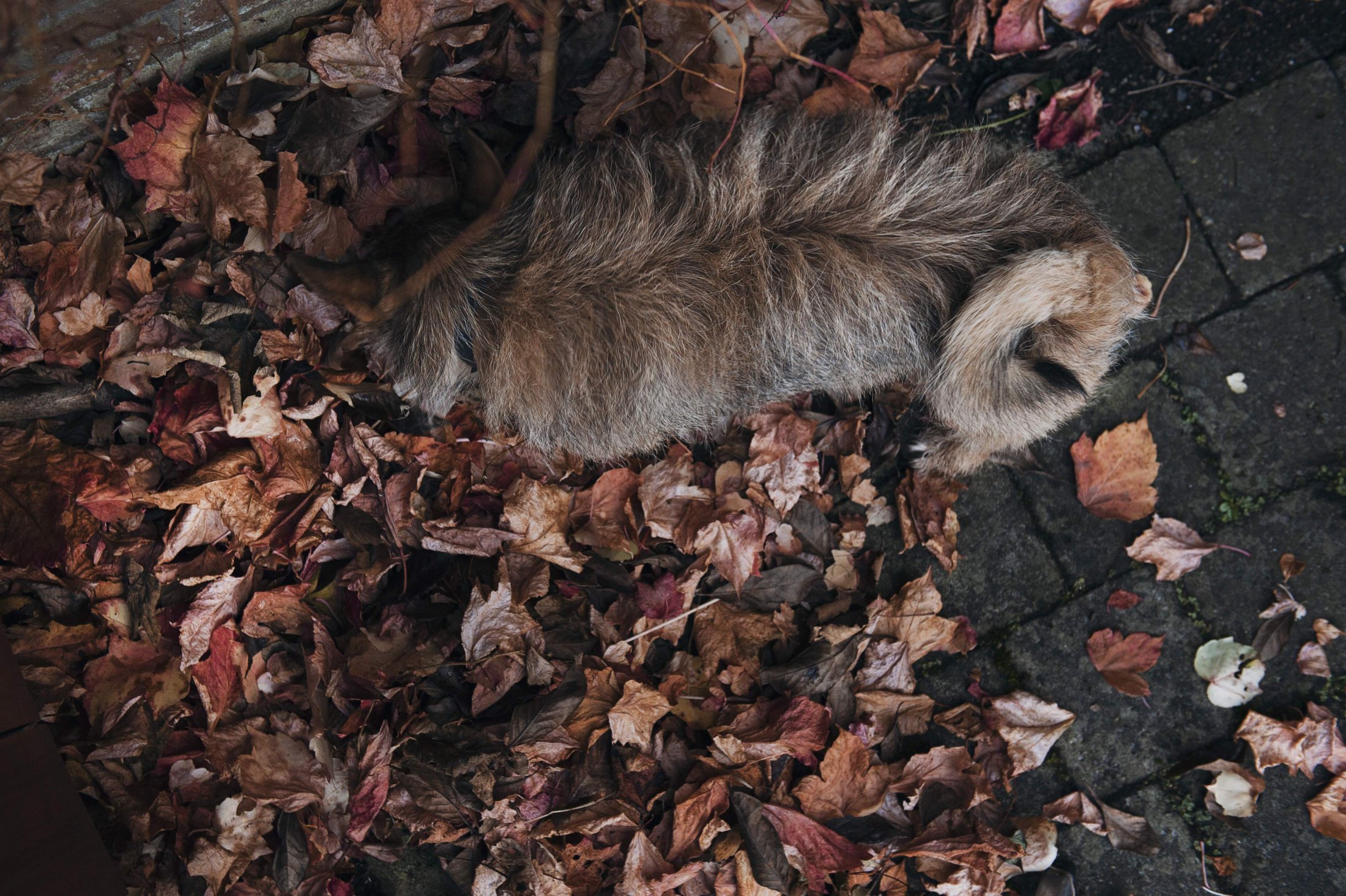 Aeriel View Creeper Leaves