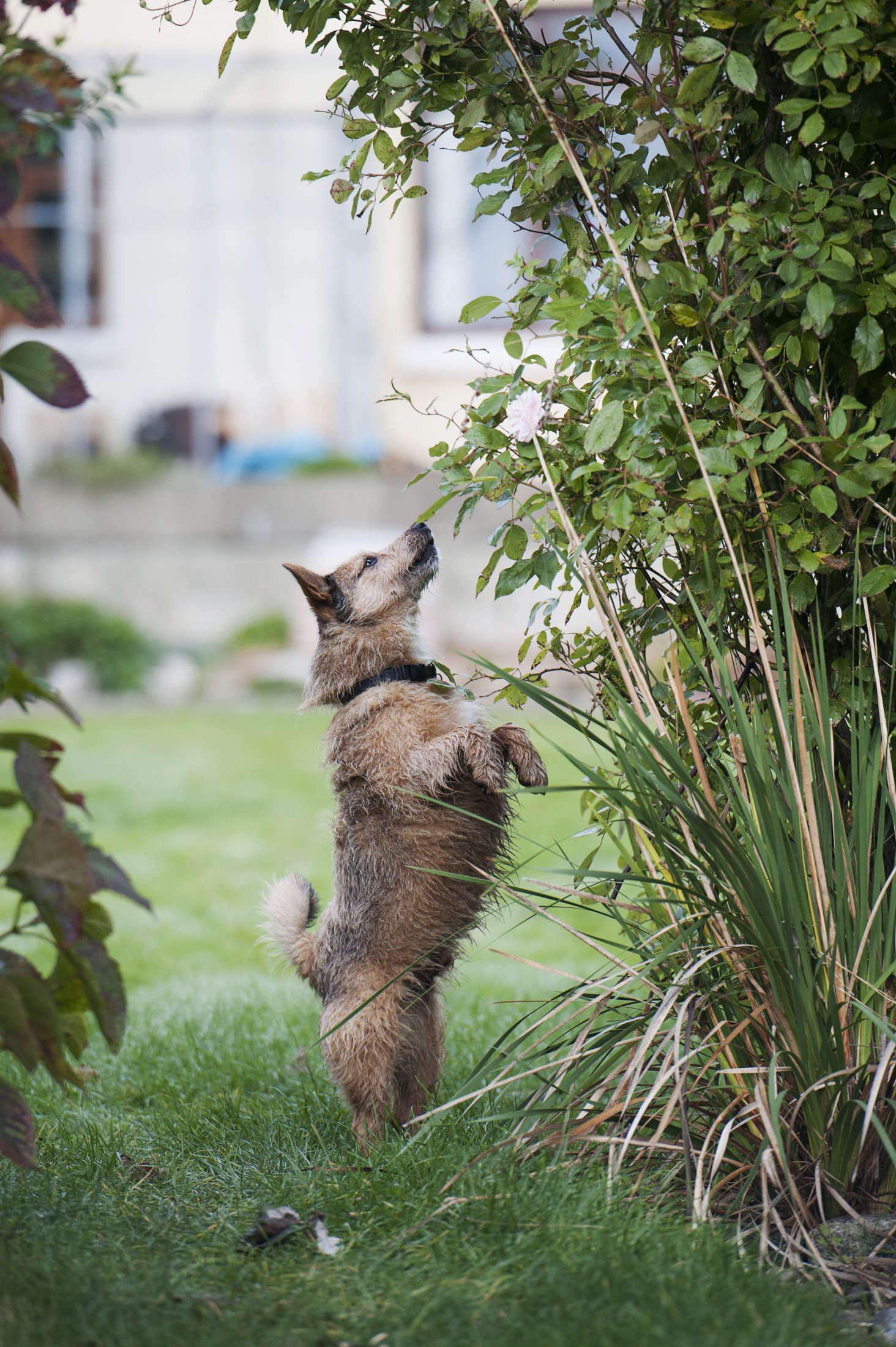Back Legs