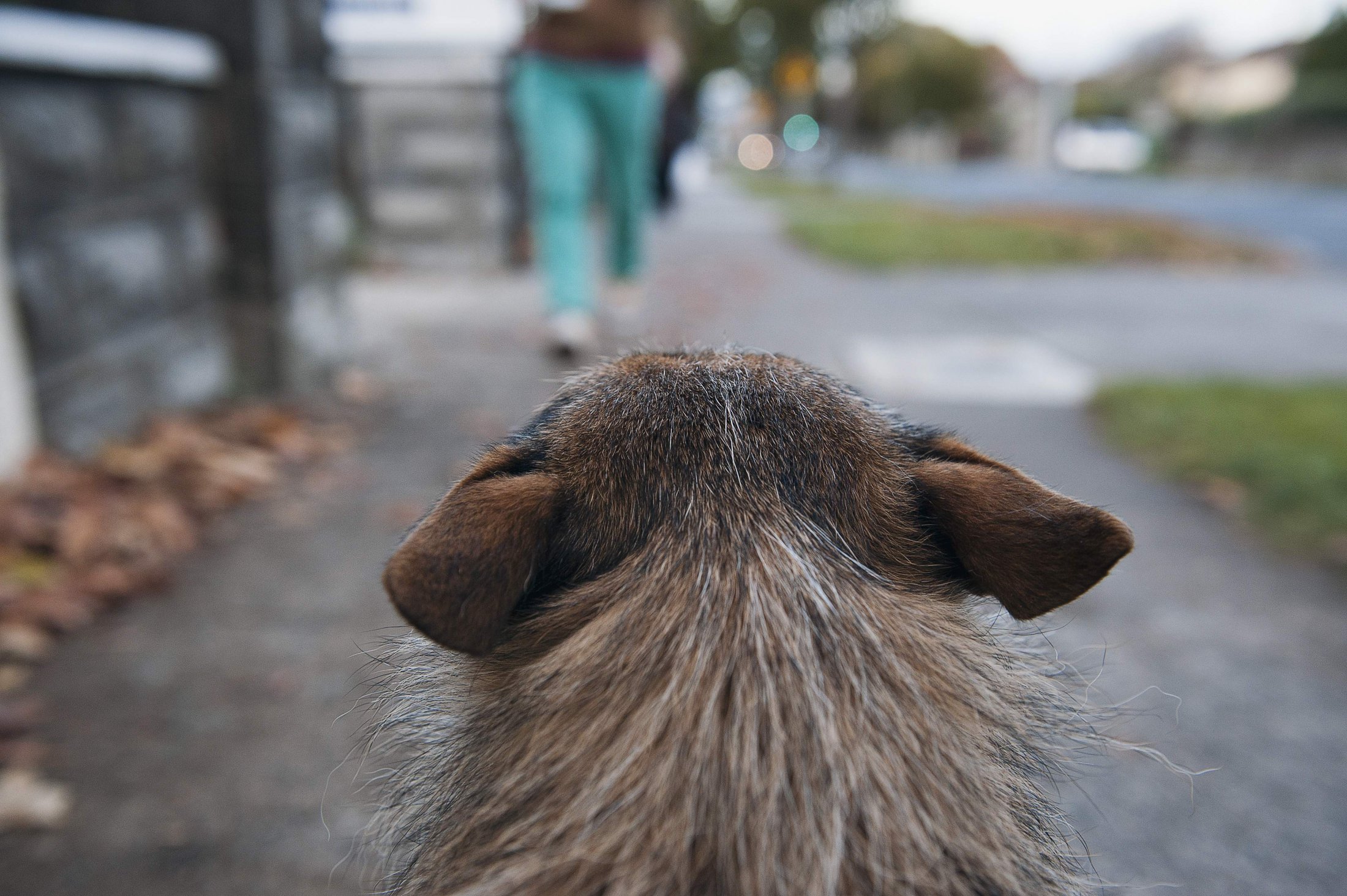 Ears
