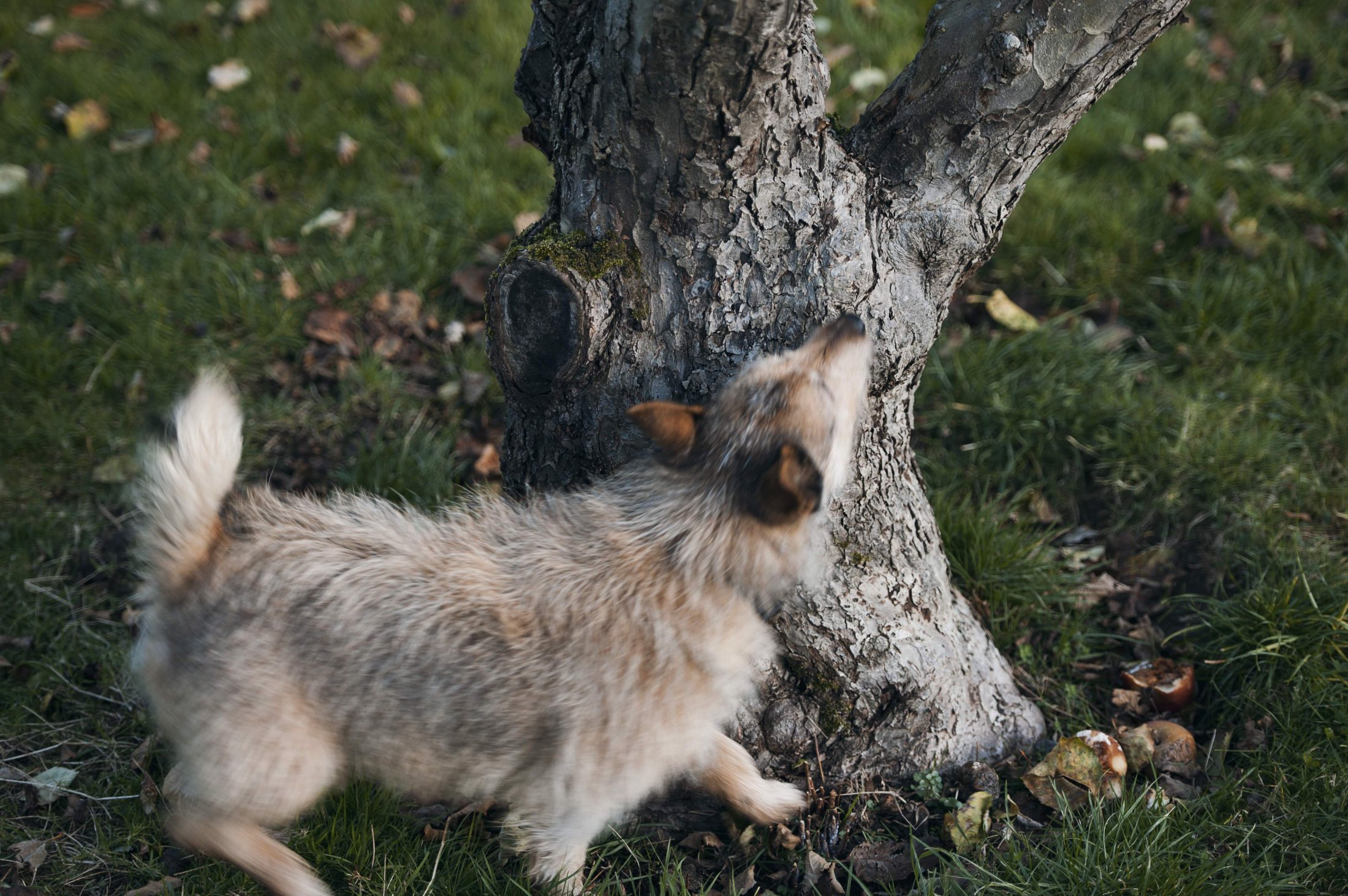 Tree Sniff