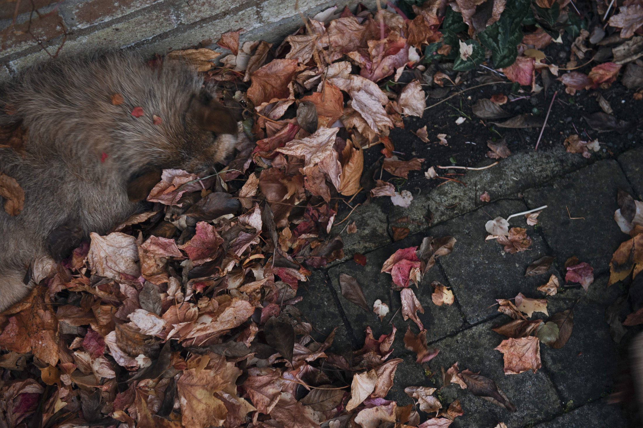 Virginia Creeper And Jack