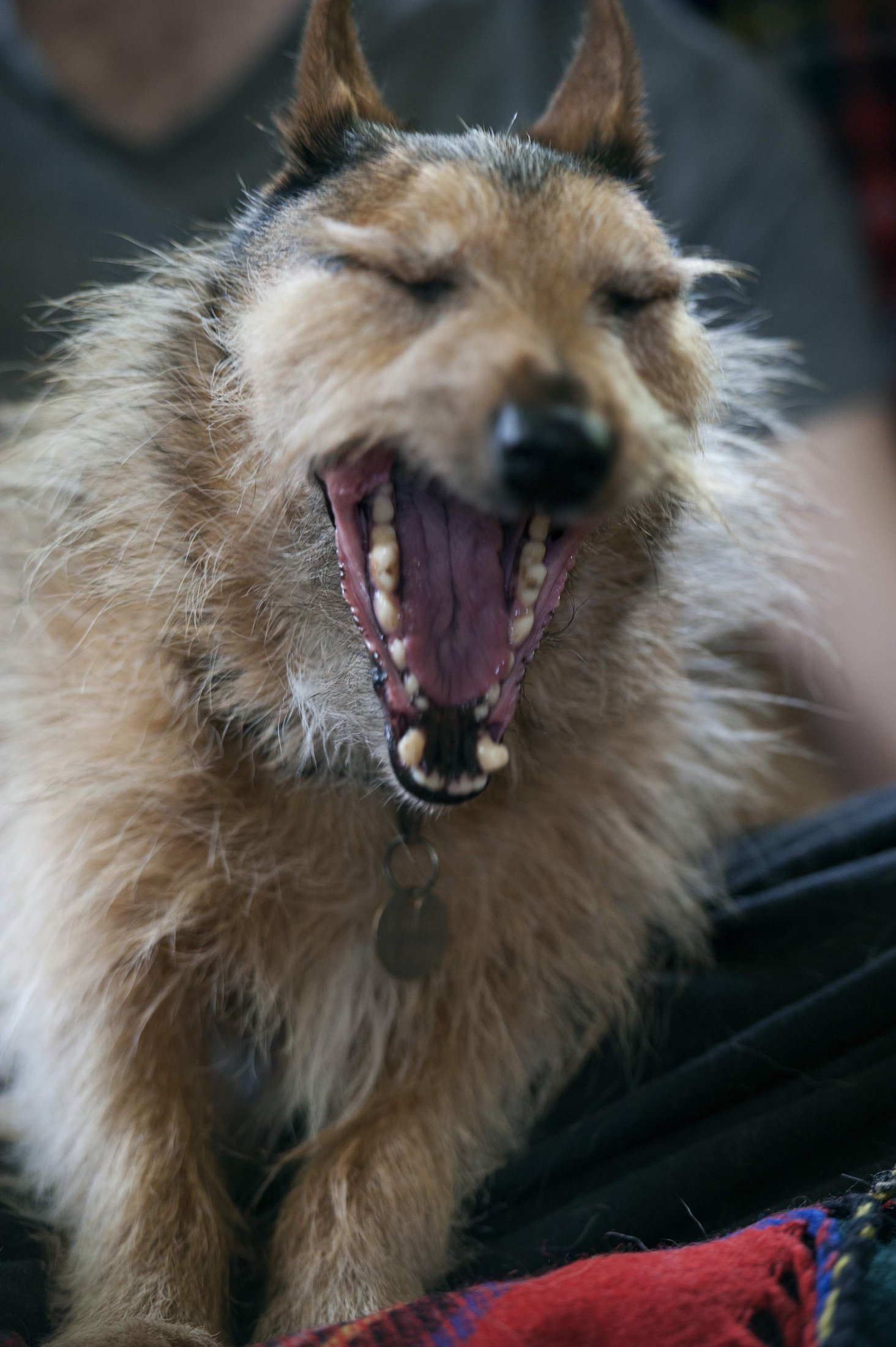 Yawn